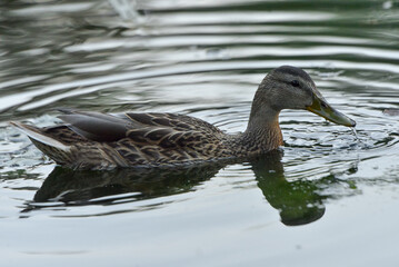 ducks on the lake 2018