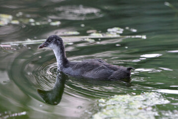 ducks on the lake 2018