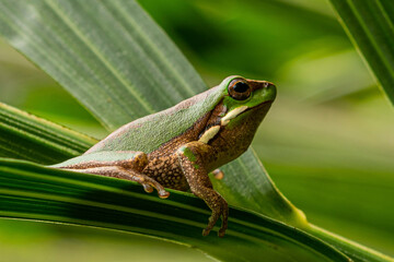 Green leaf Tree Frog Australian Native