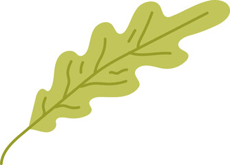 Salad lettuce green isolated leaf, vegetarian food