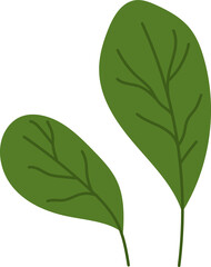 Green isolated sorrel leaves, spinach veggie food