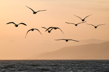 Sea Birds off Point Due