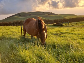 Sky Cloud Horse Plant Mountain Natural landscape