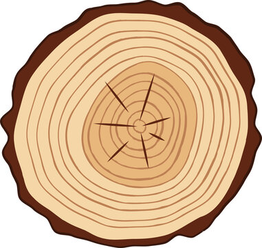 Wood cut tree trunk, pine lumber or stump of oak