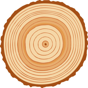 Wood cut tree trunk stump, year wooden rings slice