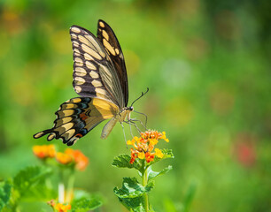 Giant Swallowtail butterfly (Papilio cresphontes) feeding on Lantana flowers in the garden. Copy space.