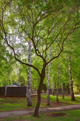 Fototapeta premium City park in spring