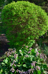 Plants in the spring park