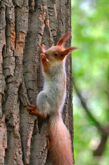 Squirrels in the spring park
