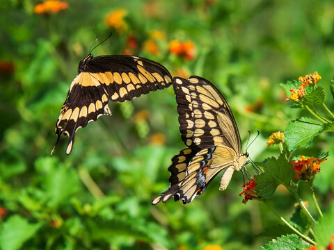 A pair of  Giant Swallowtail butterflies (Papilio cresphontes) courtship display on Lantana flowers in the garden.
