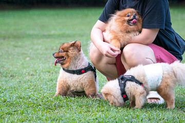 Three small dogs of different breed, Akita and Pomeranian with woman owner in the field. Copy space.