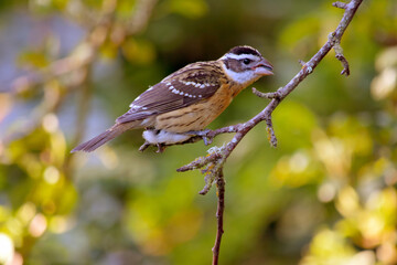Grosbeak out on a Limb 02