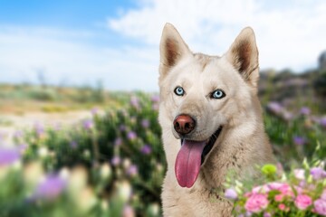 Big beauty strong dog siting in spring on flowering field.