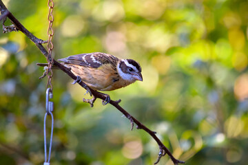 Grosbeak Branch Peek 02