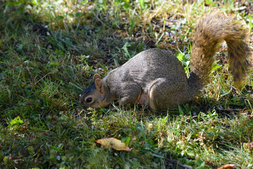 Squirrel in Grass 02