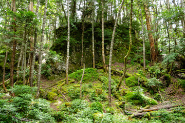 丸沼高原の森の中の風景