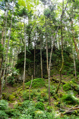 Fototapeta premium 丸沼高原の森の中の風景