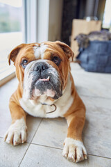 Portrait of a Bulldog Doggo