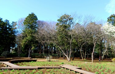 秋が始まる静かな公園　落ち着く風景　ネーブルパーク
