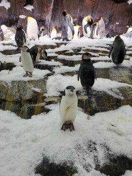 Bird Penguin Snow Photograph Ecoregion Vertebrate