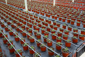 Flowers carefully growing in flowerpots in glasshouse farm. High quality photo