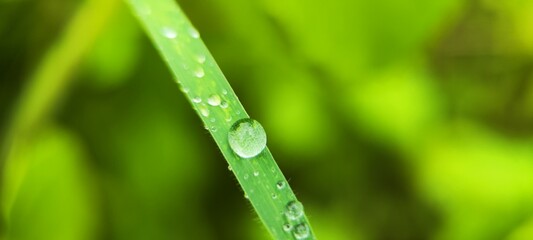 water drops on grass