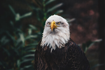 american bald eagle