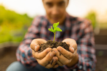 Man farmer hands holding a green young tree plant. Symbol of agriculture, environment, gardening...