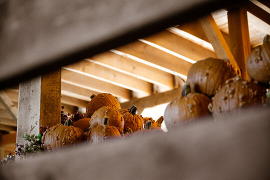 bumpy pumpkins with barn wood