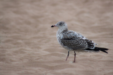 seagull on the beach
