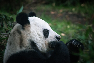 Obraz premium panda sitting in profile surrounded by plants