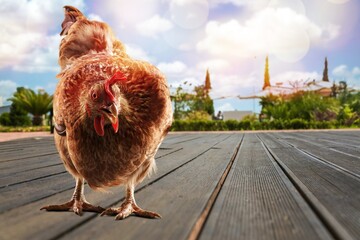 Plakat The agriculture young hen on outdoor background