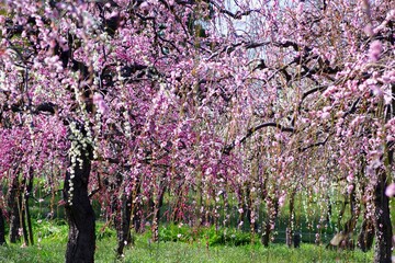 しだれ桜
