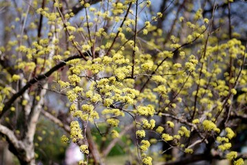 サンシュユの花
