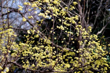 サンシュユの花
