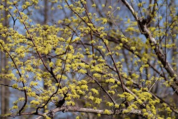 サンシュユの花
