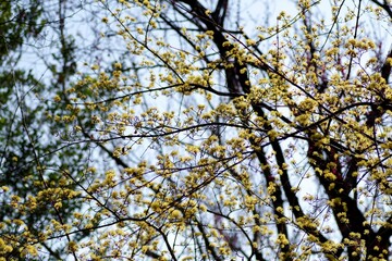 サンシュユの花

