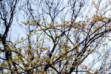 サンシュユの花
