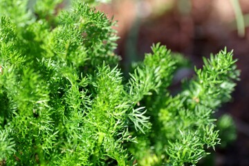 ジャーマンカモミール
