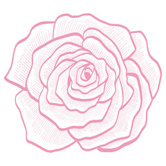 Pink Rose Bud Flower Floral Doodle Line Art Hand Drawing Illustration