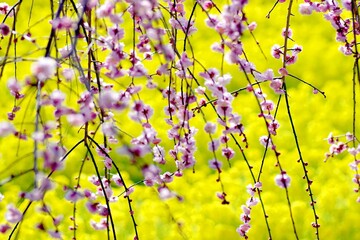 菜の花と桜
