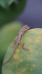 A little chameleon sits on a monstera leaf.