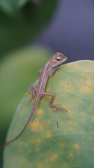 A little chameleon sits on a monstera leaf.