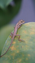 A little chameleon sits on a monstera leaf.