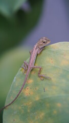 A little chameleon sits on a monstera leaf.