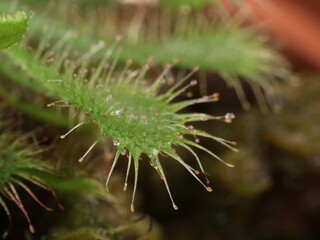 Close-up on a Sundews (Drosera sp). leaf