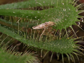 Drosera plant feeding on a small moth
