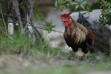 A bantam with brown and black fur with a large thick red crest is walking in the grass for food. Domestic Fowl has a scientific name that Gallus gallus is in the family Phasianidae is a small bird. 
