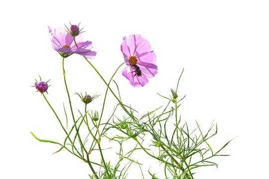Pink cosmos flower with leaf isolated on white background included clipping path.