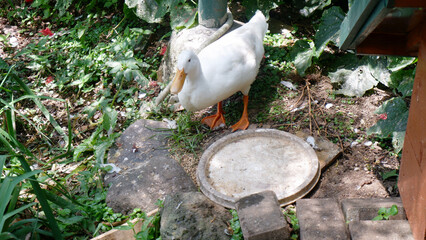 One duck that is on the farm